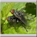 Sarcophaga carnaria - Fleischfliege 10.jpg